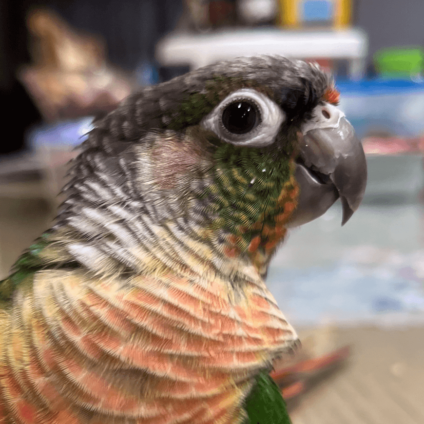 He's a cutie!